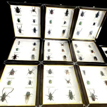 Новый настоящий образец насекомого, прозрачная смола, паук, осенний жук, осенний жук, скорпион, оса с фоторамкой